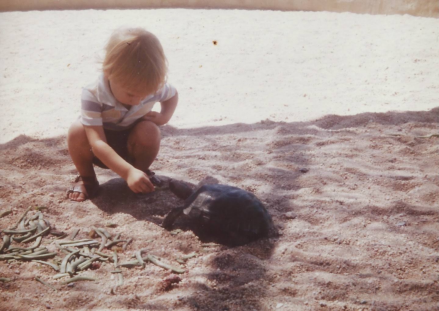A child on a sandy area feeding a turtle.
