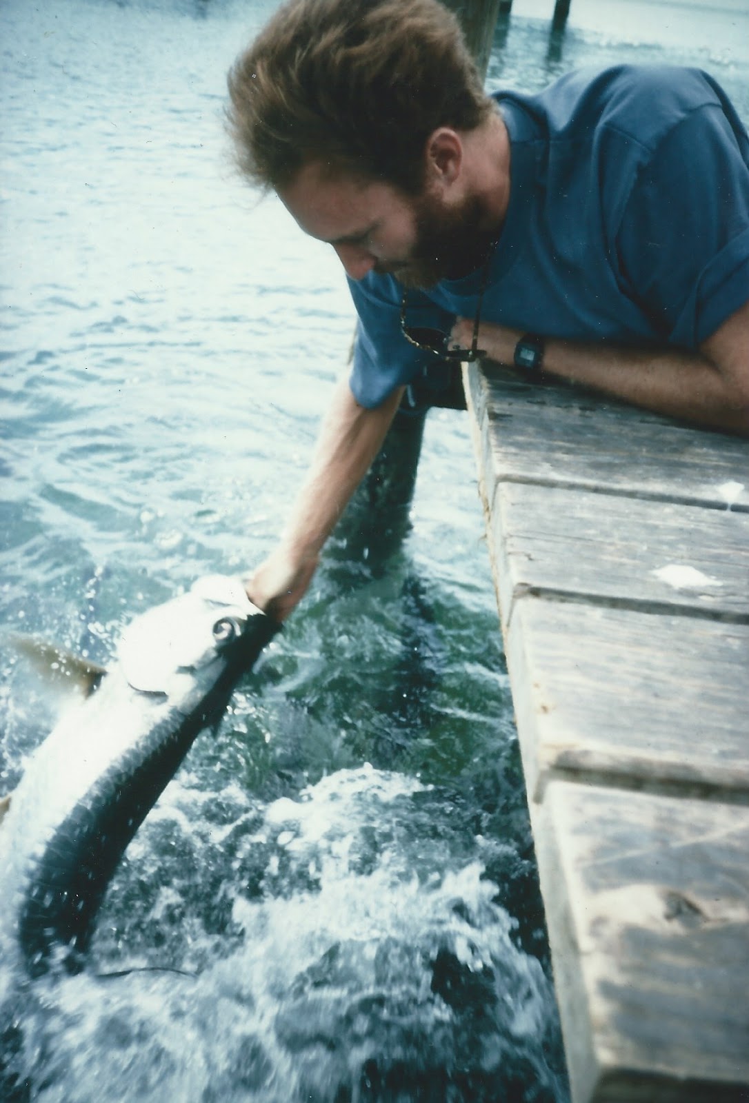 A person on a dock feeding a large fish.