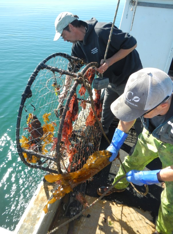 Educational resources available to help reduce the loss of crab pots - My  Edmonds News