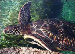 Pacific Green sea turtle.