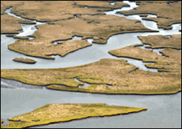 An example photo of a marsh from the Alabama Environmental Sensitivity Index atlas. Under the ESI method, salt- and brackish-water marshes are ranked as 10A for sensitivity to oil.