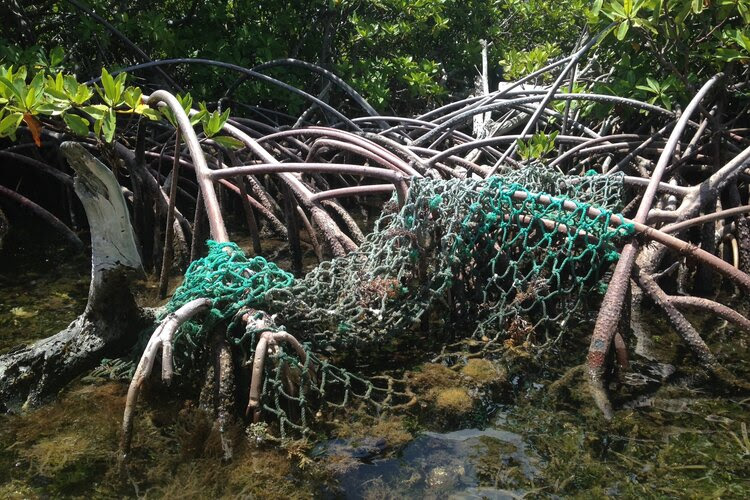Fish netting in a mangrove.