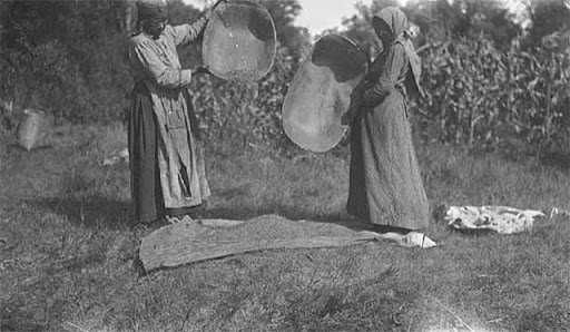 Two people dumping baskets of wild rice onto the ground. 