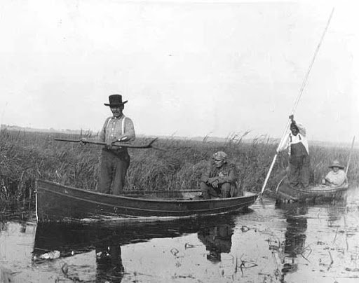Four people, with two to a boat, navigating through a wild rice bed.