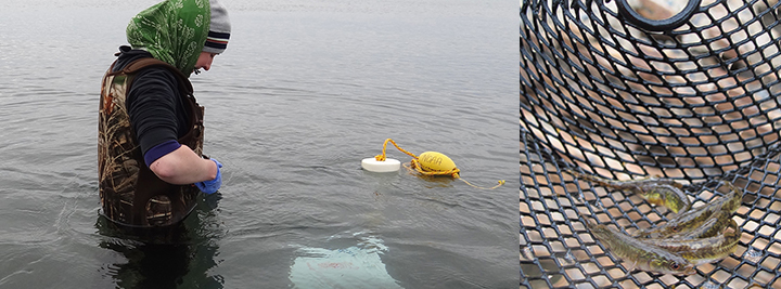 Scientist in chest waders stands in ocean setting up water sampling equipment with a NOAA buoy and small stickleback fish in a fish trap.