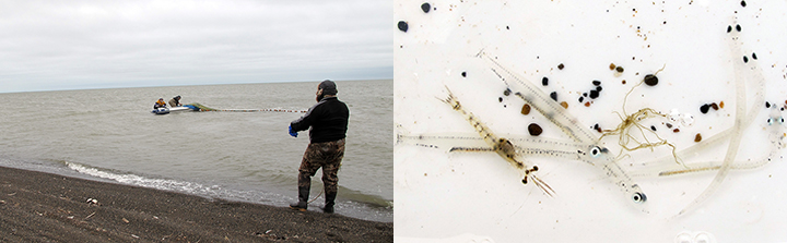 Deploying the beach seine nets to catch fish in Elson Lagoon and larval fish samples.