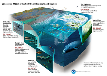 Conceptual model of an Arctic oil spill's impacts on marine food webs.