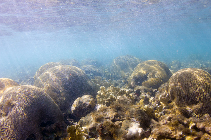 Healthy brain coral on seafloor.