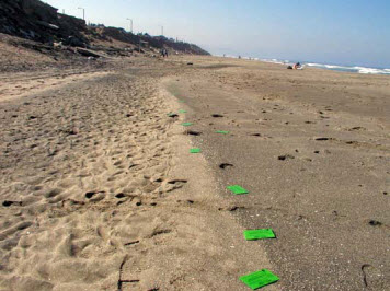  Green drift cards on a sand beach.