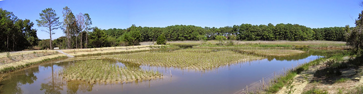 Panoramic view of restored wetland and plants.