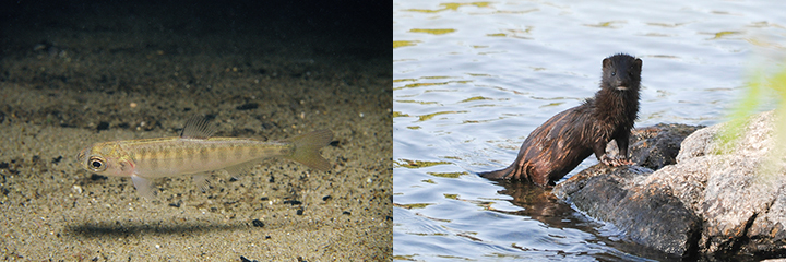 Left, young salmon in stream. Right, mink at river's edge.