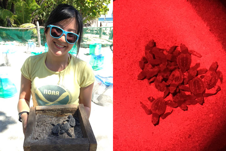 Left: Young woman in sunglassess holds a box of sand with three baby turtles. Right: A group of newly hatched sea turtles on a beach viewed in red light.