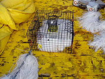 Crab pot sentinels used to detect submerged oil on the seafloor in the Gulf of Mexico. (ENTRIX, Dec. 3, 2005)