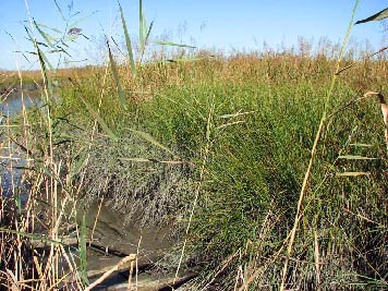 Marshland along the Delaware River.