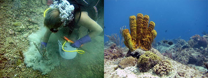 Diver cementing coral to seafloor (left) and corals freshly cemented to the seafloor (right).