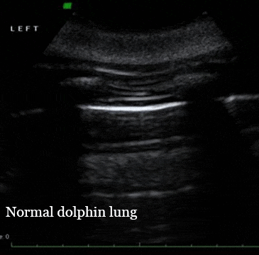 Ultrasounds showing a normal dolphin lung, compared to lungs with mild, moderate, and severe lung disease.