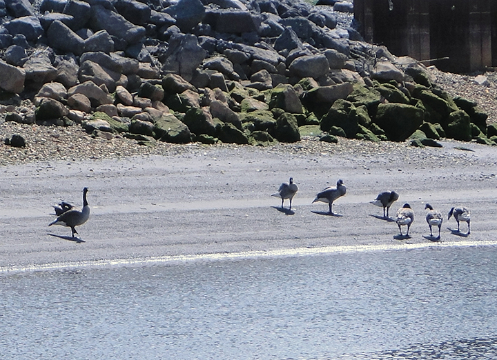 Canada geese on an unrestored portion of the Duwamish River shoreline.