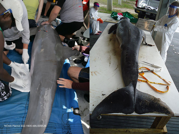 Left, dolphin Y12 during a health assessment in August 2011 and right, after his carcass was recovered in January 2012.
