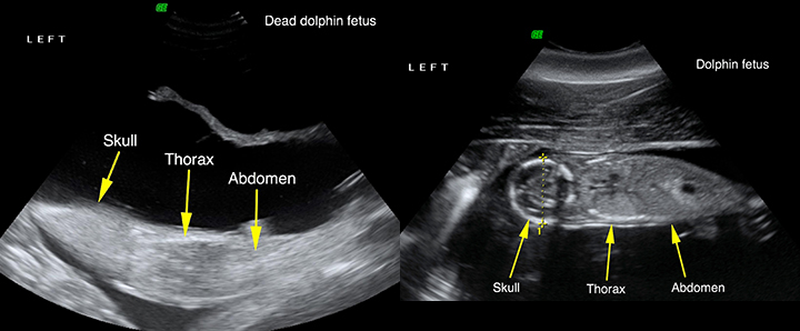 Left: dolphin ultrasound image of a dead fetus. Right: dolphin ultrasound image of a live fetus.