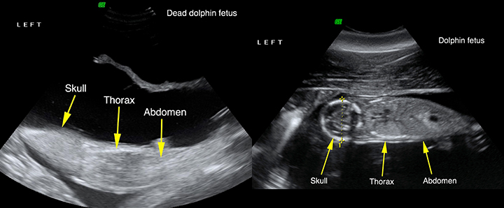 Study links fetal and newborn dolphin deaths to Deepwater Horizon oil spill