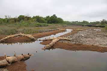 Newly constructed network of creeks through Noisette Creek marsh restoration project.