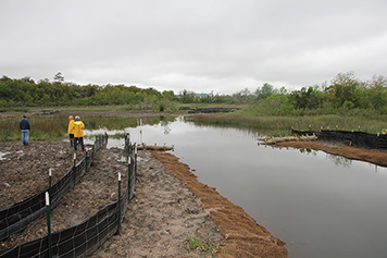 A newly established inlet in the Noisette Creek Preserve, looking towards the interior of the restored marsh.