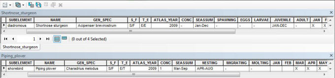 Screenshot from the Long Island Sound Threatened and Endangered Species geodatabase, showing feature attribute tables for two of the threatened/endangered species layers.