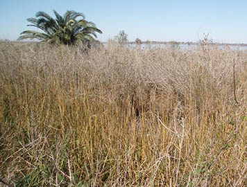 A lone palm tree, a remnant of the ornamental vegetation from the former Brownwood subdivsion, stands amid weedy vegetation at the Baytown Nature Center in Texas. As part of the Greens Bayou restoration projects, this vegetation will be removed and after grading to marsh elevation, the site will be planted with native marsh grasses.