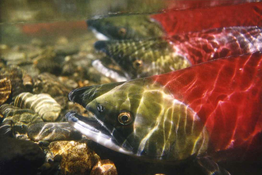 An underwater image of salmon.