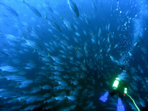 A diver swimming through a sea of fish.