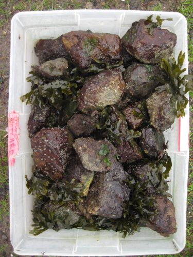 A close-up of rockweed samples and rocks in a container. 