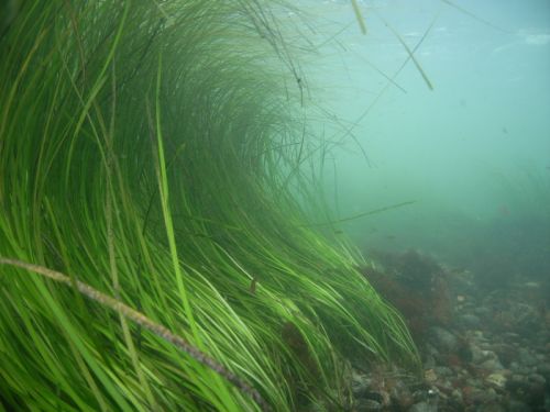 An underwater shot of eelgrass.
