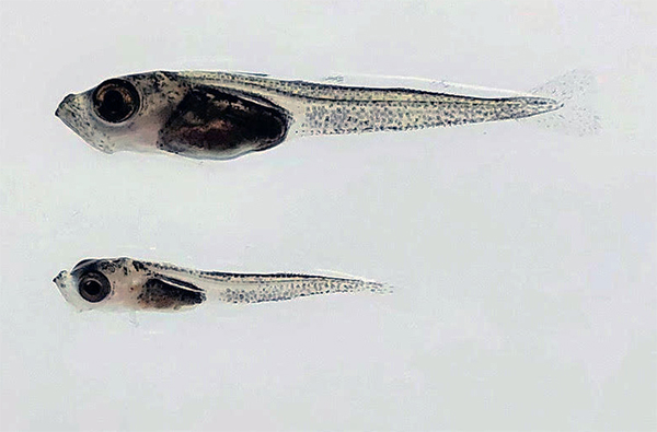 Juvenile stage Arctic cod.