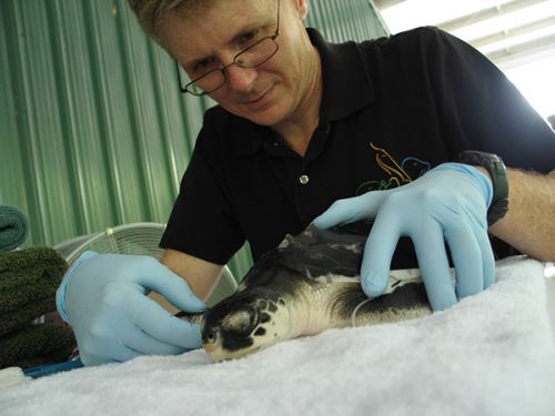 Man in latex gloves examines a turtle.