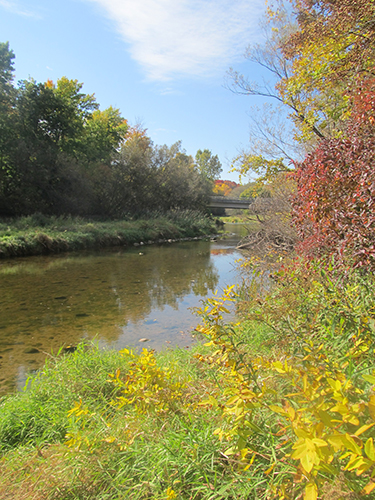 Scene of river with foliage.