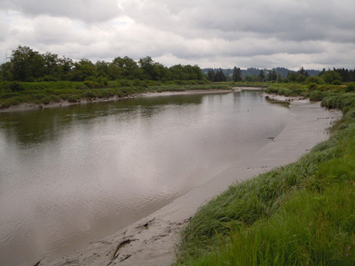 Body of water bordered by marsh and vegetation. 