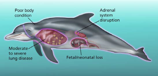 Illustration of dolphin anatomy.