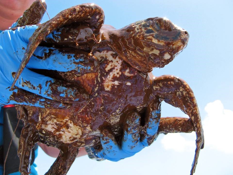 Gloved hands holding an oiled turtle.