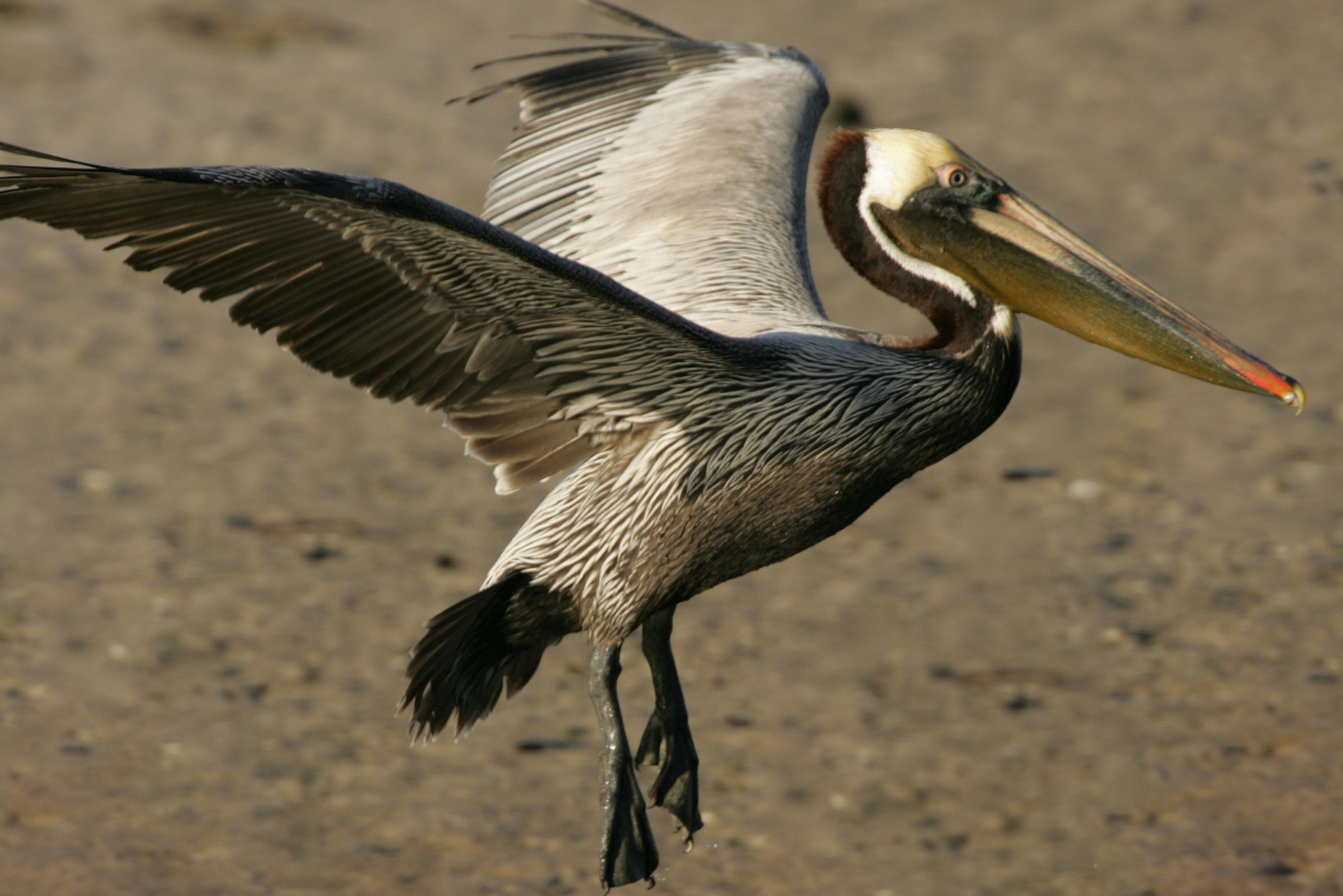 A pelican.
