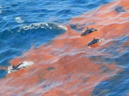 Dolphins swimming through oil on the surface of the water. 