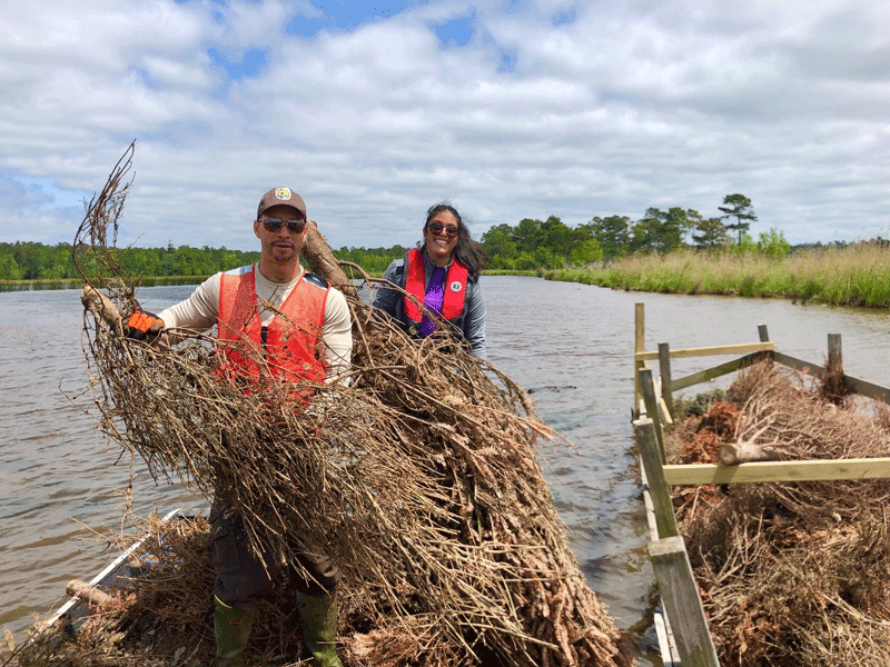 Two people standing on a boat collecting dead trees.