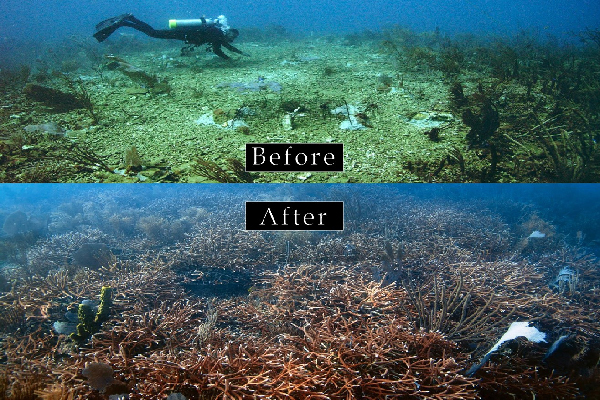 Before and after images of coral restoration.