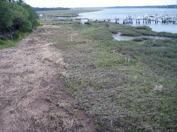 Grassy area at water's edge.