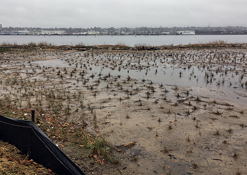 View of a salt marsh, recently planted. 