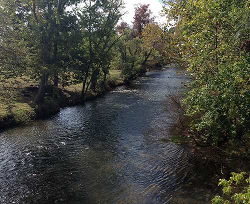 River stream with vegetation.