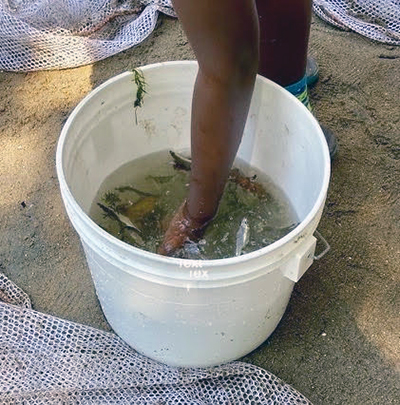 Person reaching into a bucket of river water. 