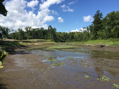 A muddy shoreline habitat. 