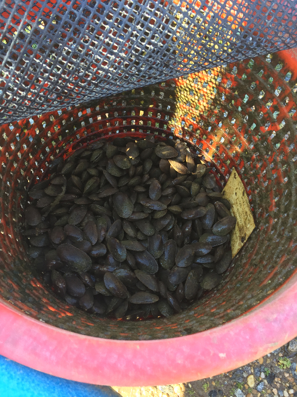 Mussels in the bottom of a basket.