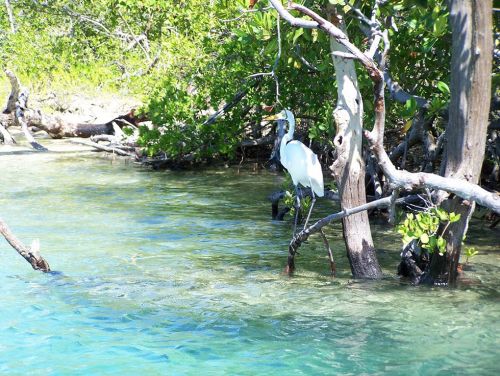A great egret at Jobos Bay National Estuarine Research Reserve in Puerto Rico. Image credit: National Estuarine Research Reserve System