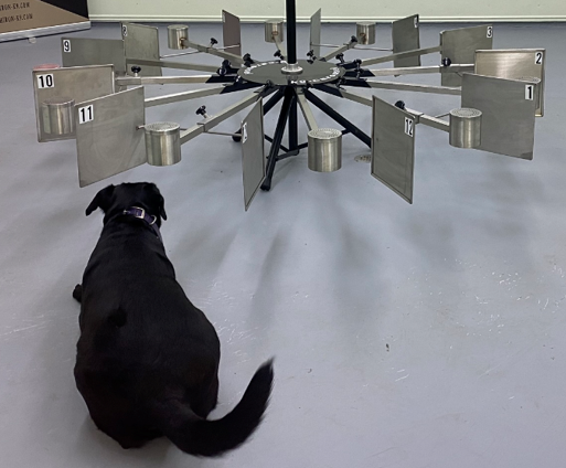 A dog studying a multi-armed training device.